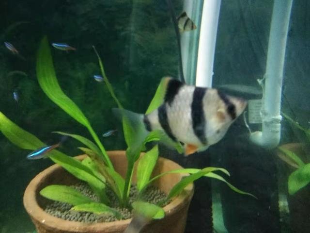 使用这种自己培养的小生命，鱼缸里的褐藻一天就消失了