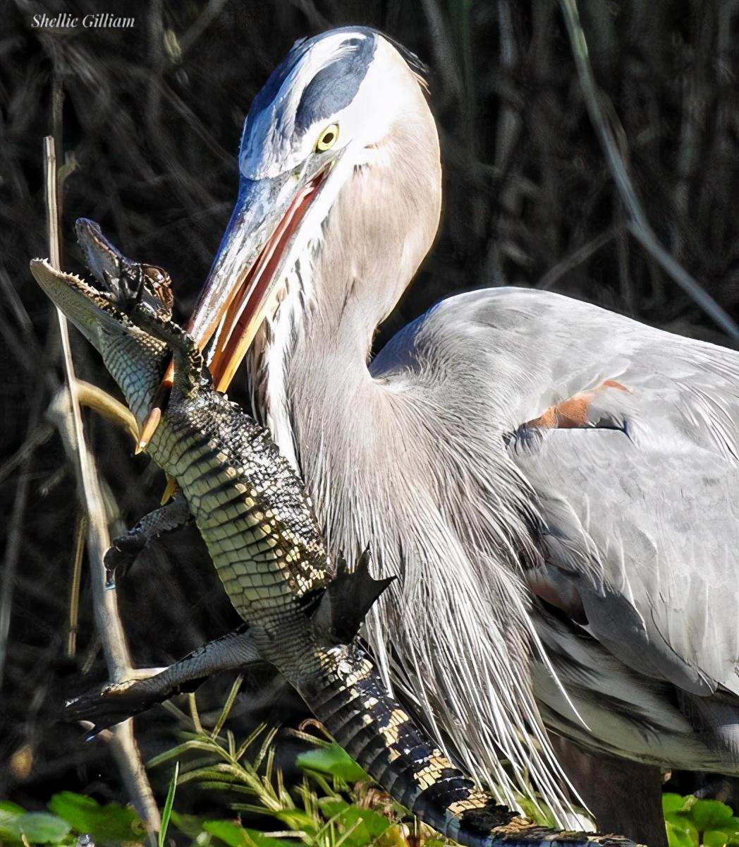 惨烈:鳄鱼被苍鹭生吞,蛇鳗从苍鹭腹中打孔钻出