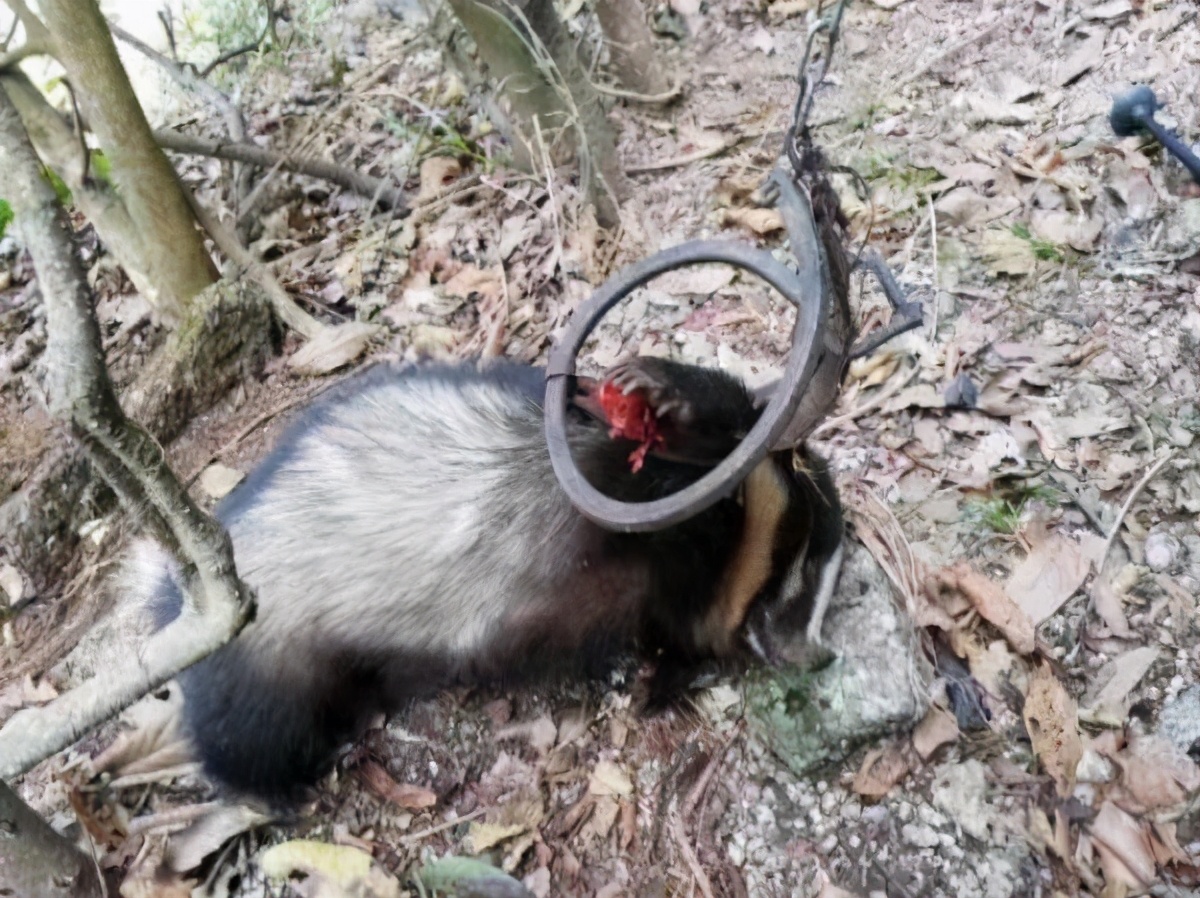 黑龍江一狗獾半夜咬死60多隻雞鴨,農場主:不敢動它,為保護動物