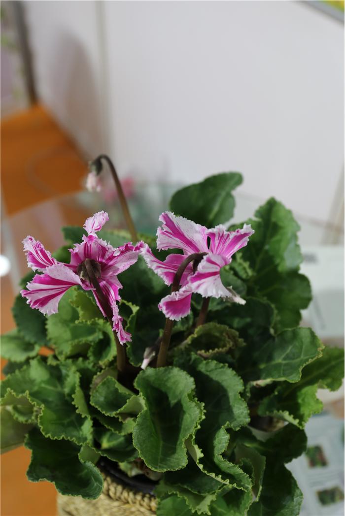 一起盘点北京国际花展上的亮点花卉产品