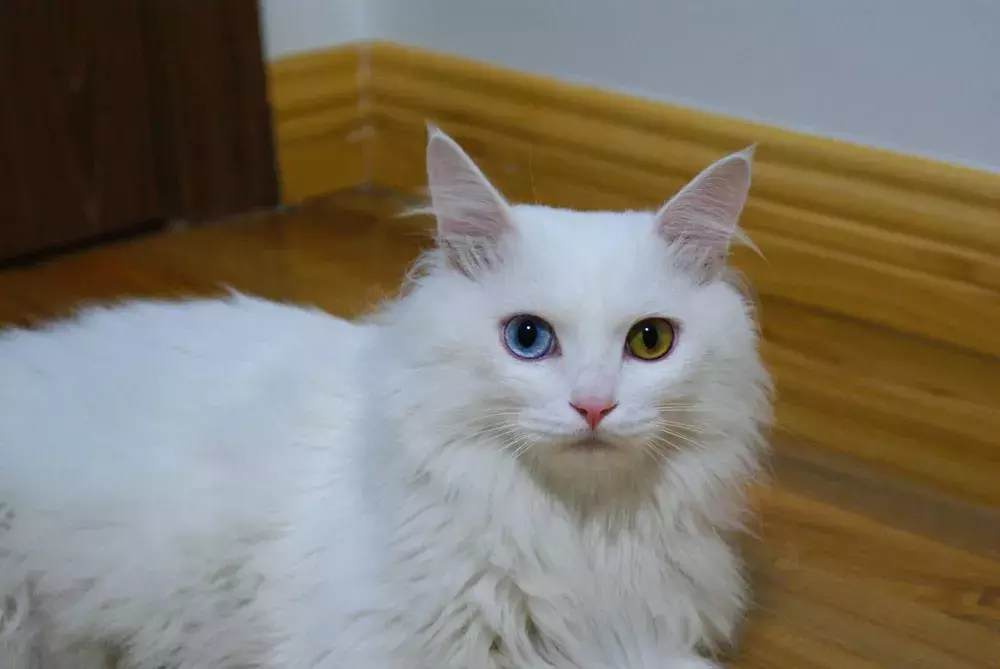 一只狸花猫在国外能卖上万元,你还觉得中华田园猫不值钱吗?