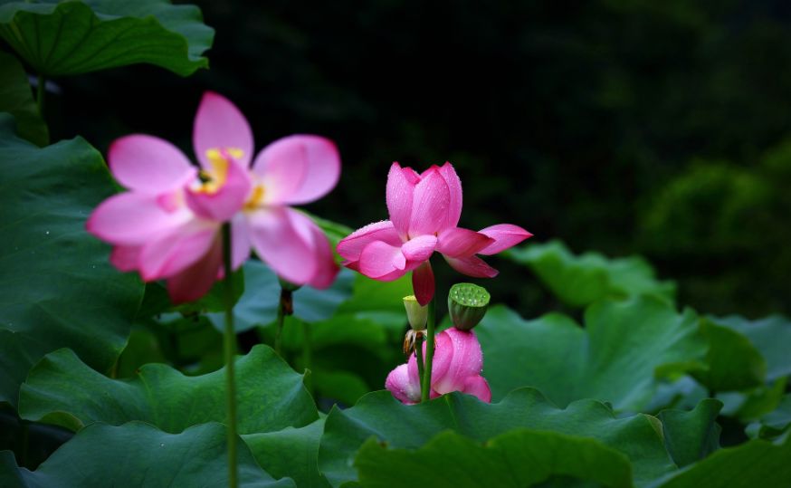 「诗词鉴赏」夏日雨中绽放的荷花，荷花池里的一诗一画