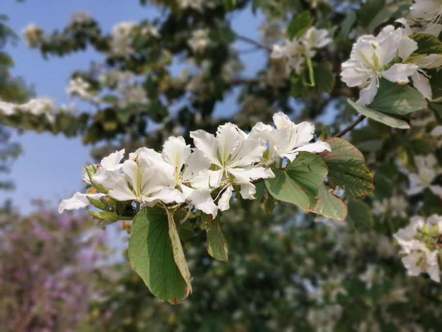 浓烈芬芳  春风十里赏花路  徜徉在广州海珠湿地的花海之中