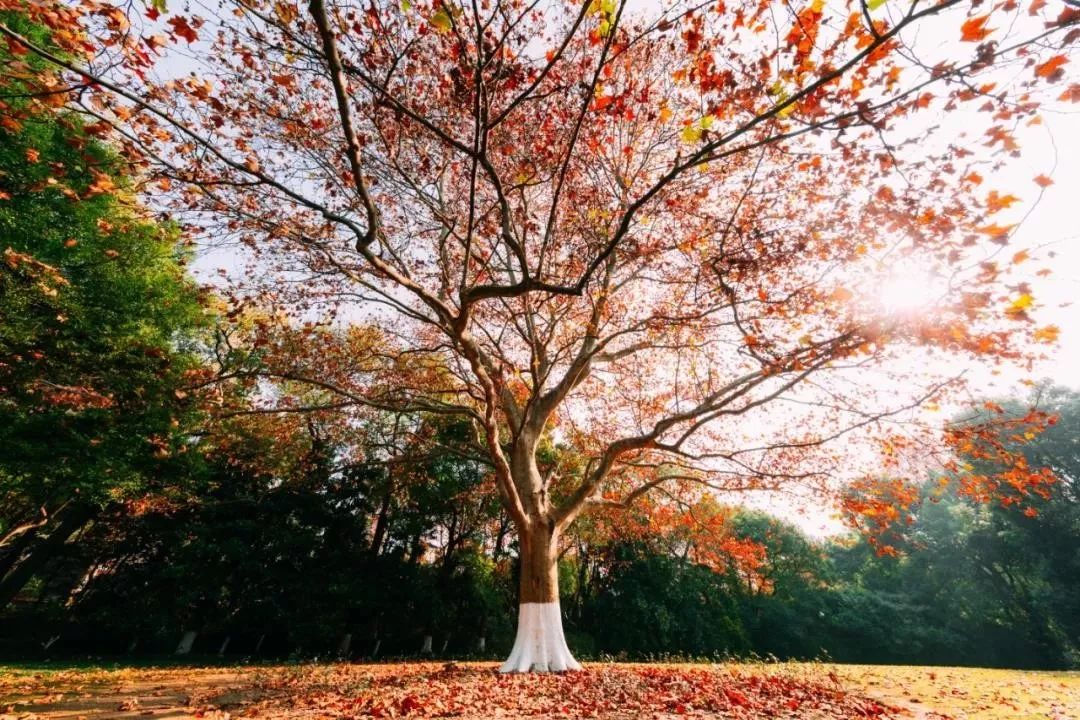 华东地区的法学扛把子——华东政法大学