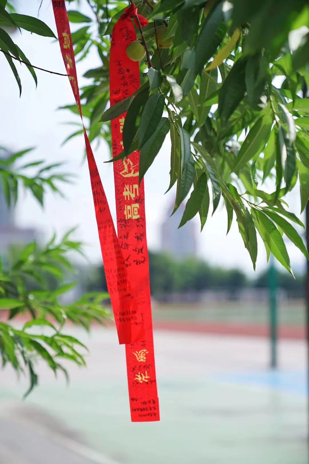 使用老人机、十点半就睡…莆田文理科状元是这样炼成