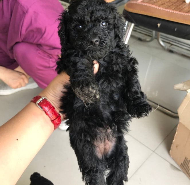 黑色泰迪狗图片造型(养泰迪) - 赤虎壹号