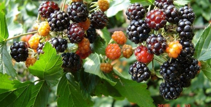 刺莓(秦岭山区几种常见的悬钩子属野生水果,你认识吗?