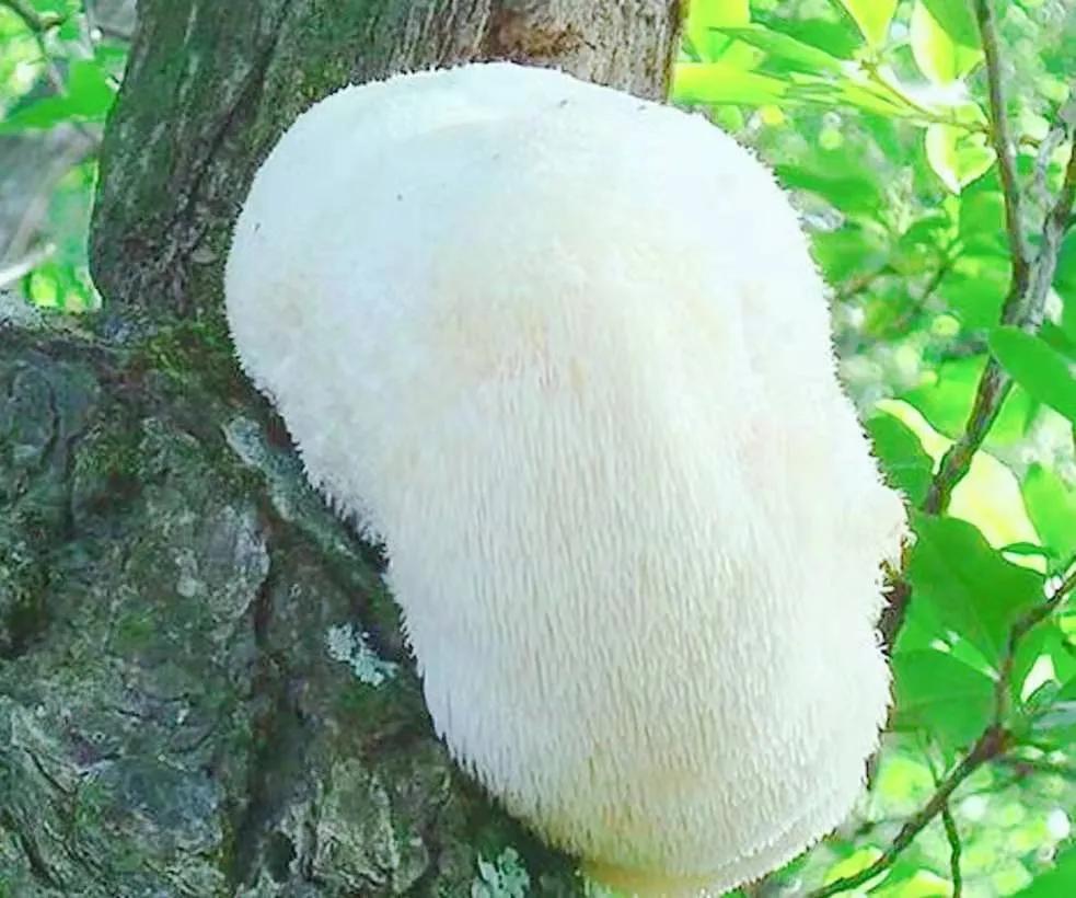 野生9种蘑菇?吃过几种?全吃过算你厉害