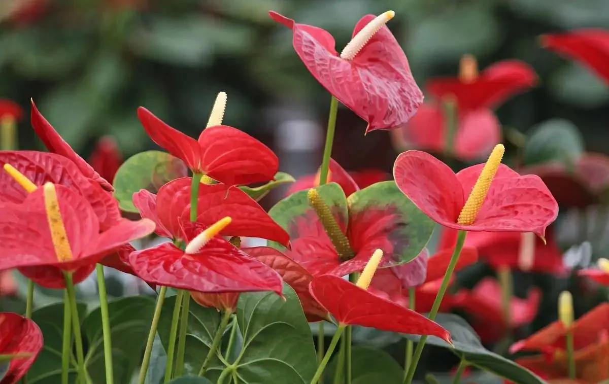 秋冬季节适合养红掌,花朵鲜艳,寓意好,越养越顺心