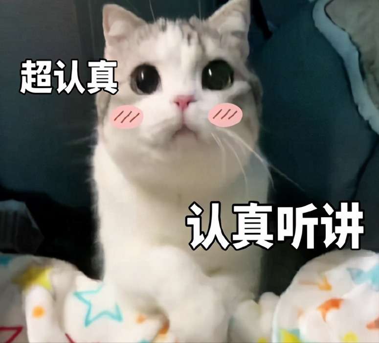 7种常见宠物猫的价格，你买贵了吗？