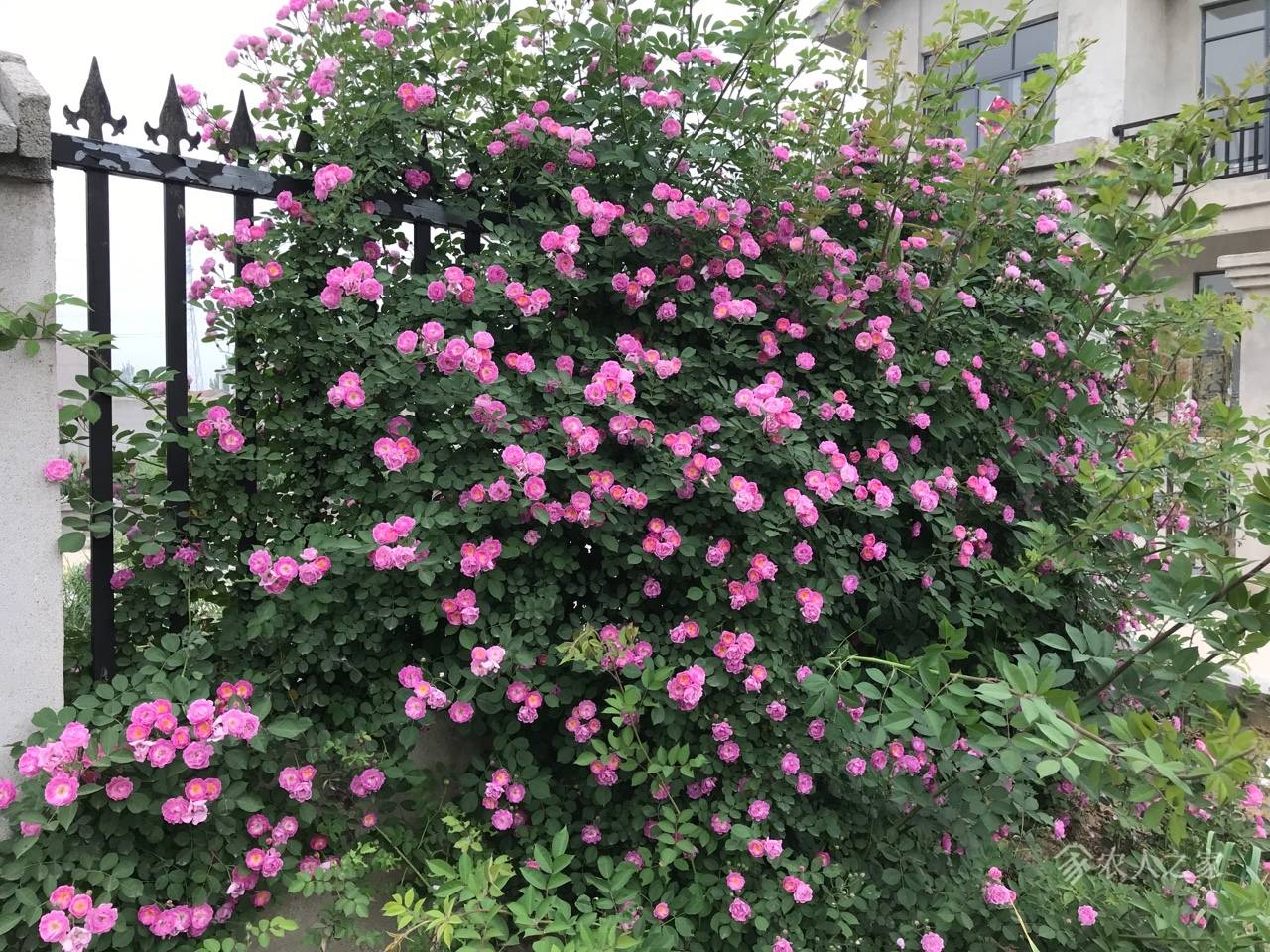 蔷薇“十姐妹”,开花超级多,能开成花墙,养护容易,南北都能种