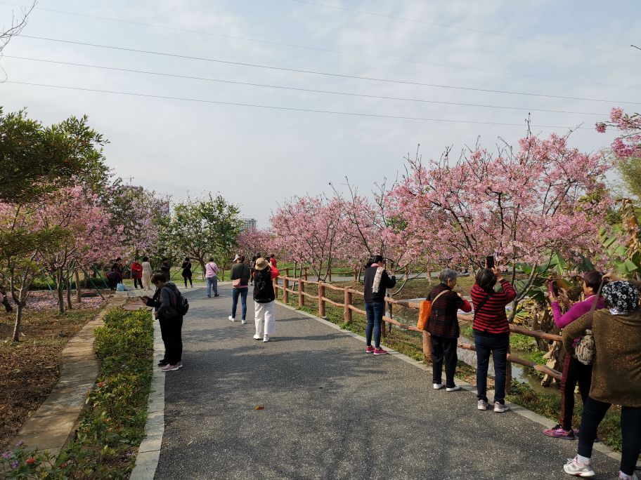 浓烈芬芳  春风十里赏花路  徜徉在广州海珠湿地的花海之中