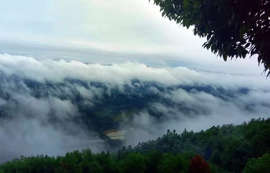 万万没想到!重庆这里藏了个仙气飘飘的茶山!它产的茶叶竟获金奖