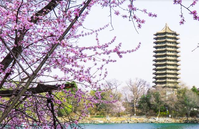 中国最厉害的十所大学，在国内国际三个排行榜上的表现如何？