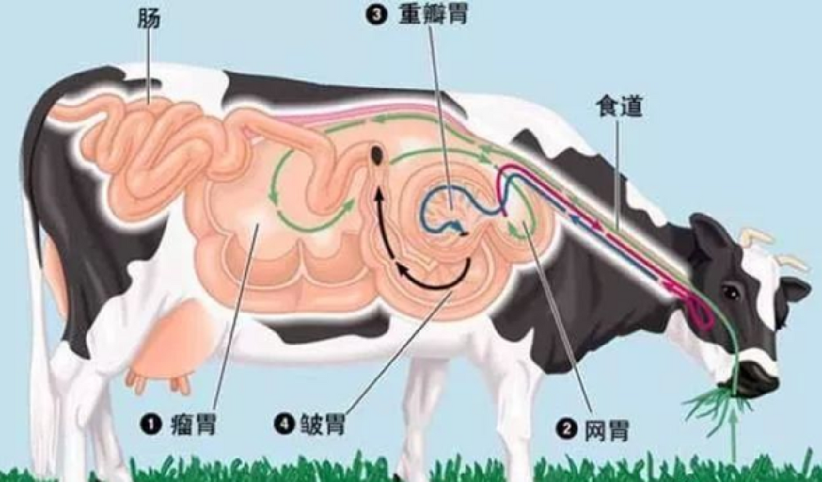 牛4個胃的圖片大全(牛隻吃草為什麼能長出一身肌肉) - 赤虎壹號