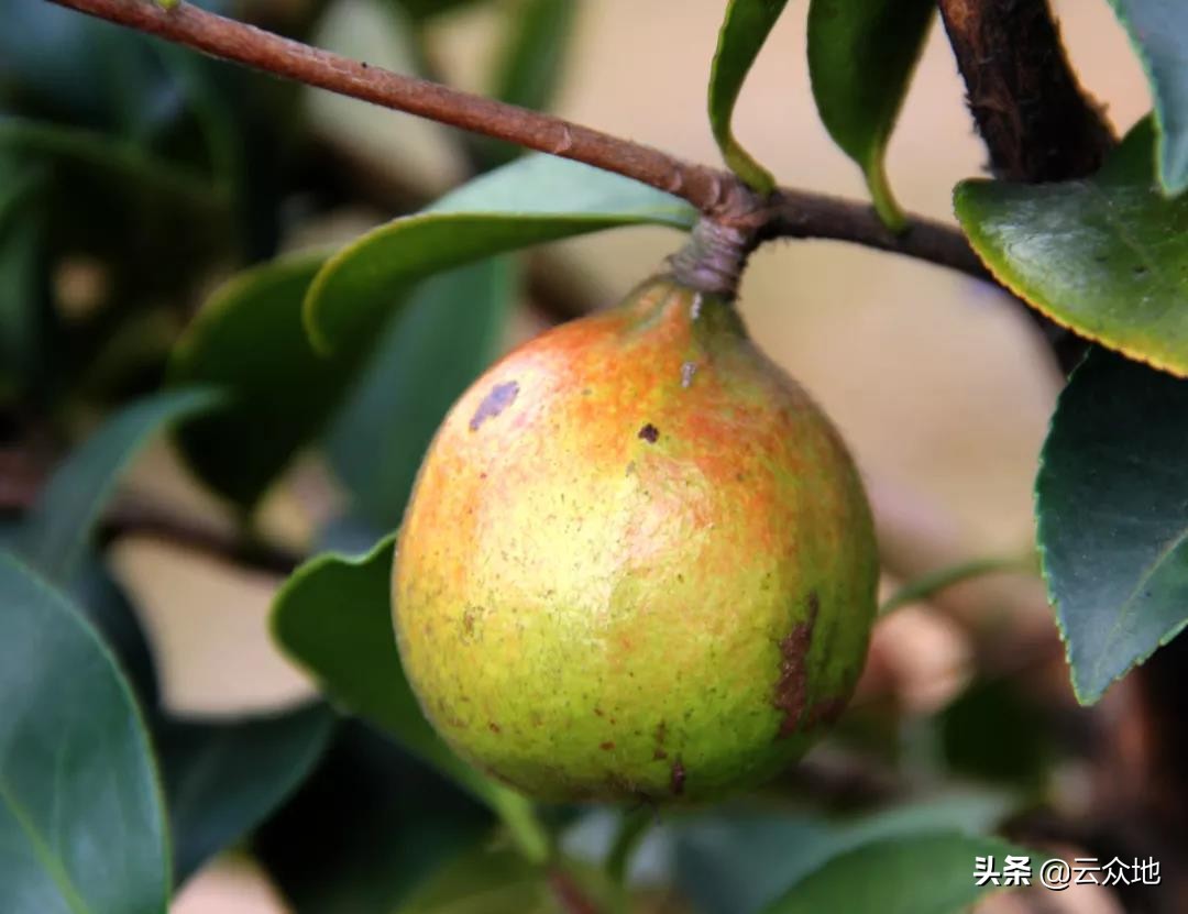 油茶结果少，应从品种搭配、土蜂授粉等方面解决