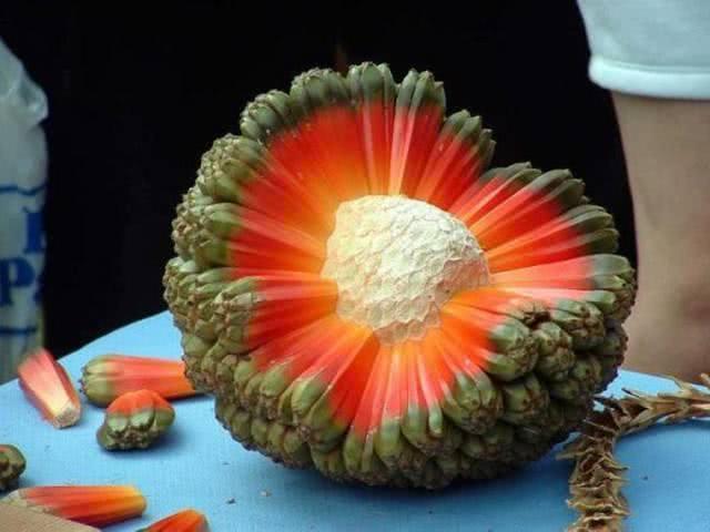 端午百科：年年吃粽子，粽叶是什么植物的叶子？天南海北不一样！