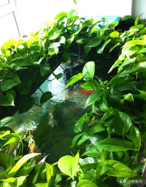 除了水草外有什么植物能种鱼缸里？3种，能美化鱼缸还能净化水质
