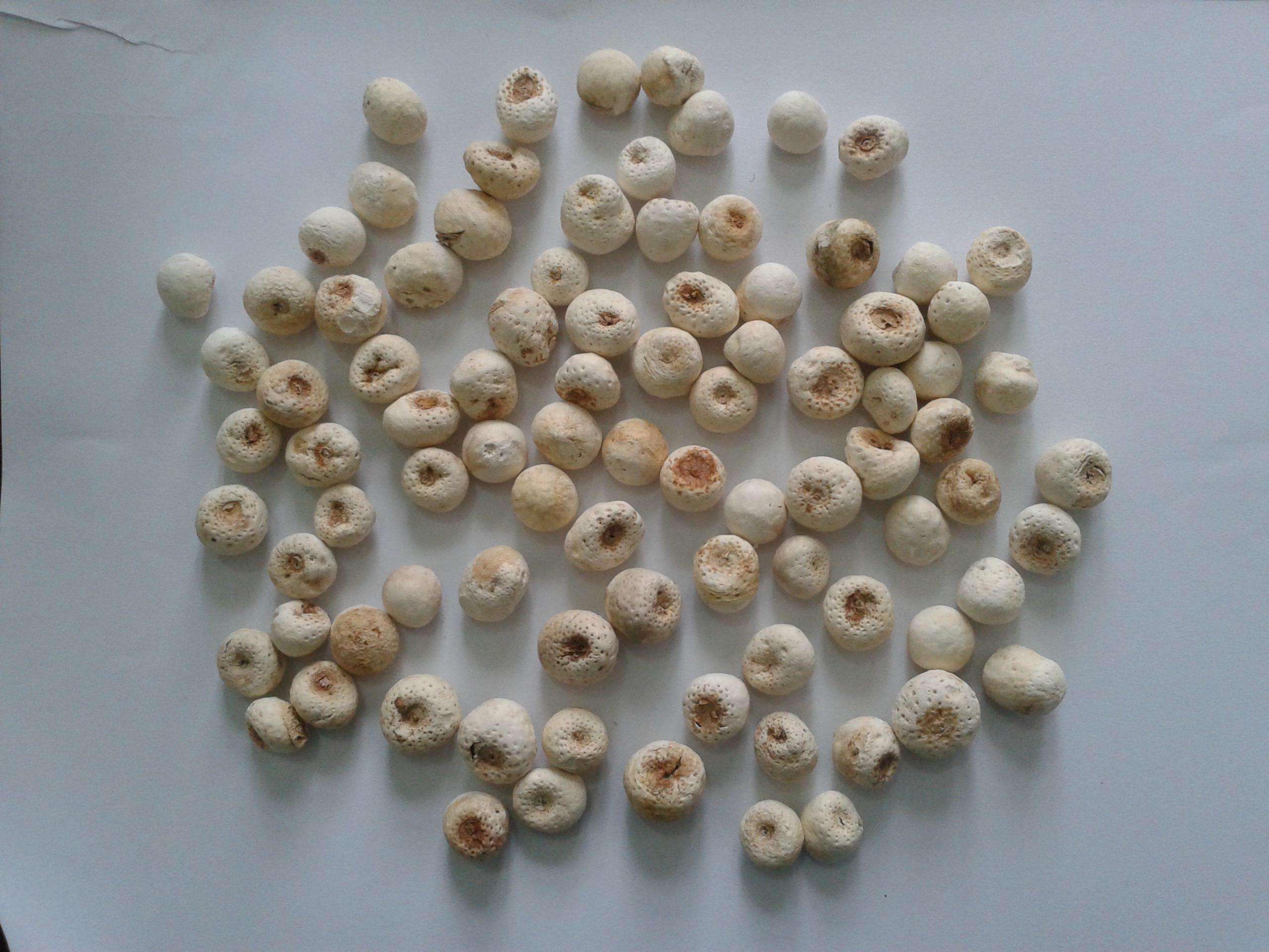 半夏5忌3不宜,6类炮制品各不相同,十八反却能用于尿毒症