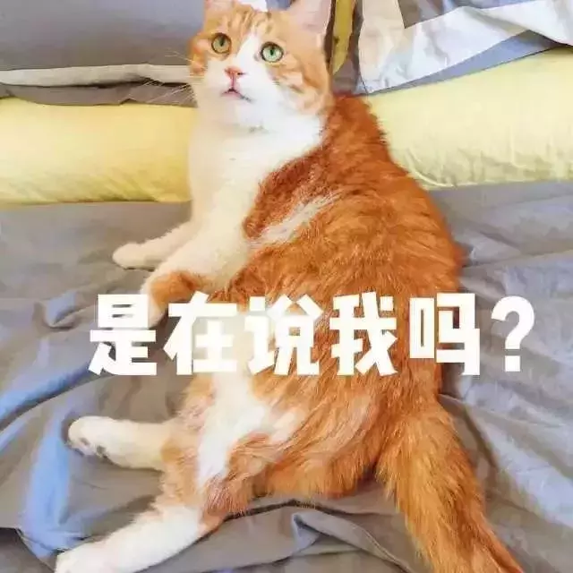 一只狸花猫在国外能卖上万元,你还觉得中华田园猫不值钱吗?
