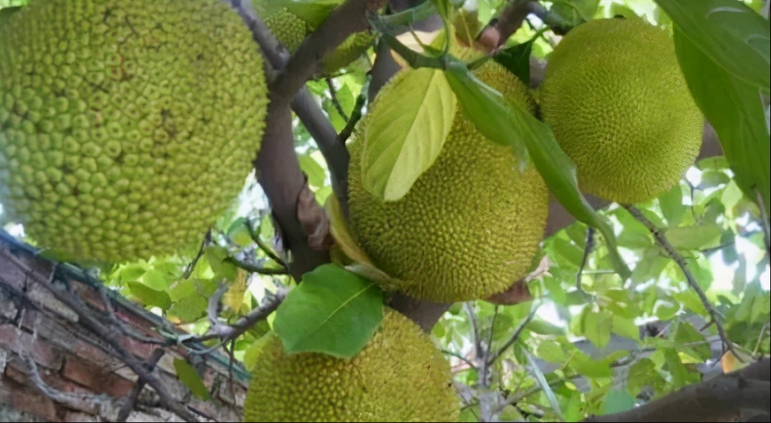 菠萝蜜种子盆栽怎么种 菠萝蜜种子几月份种植好