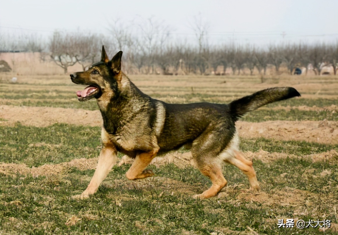 猛犬大对决,国产狼犬三杰,昆明狼青莱州红犬和德国牧羊犬