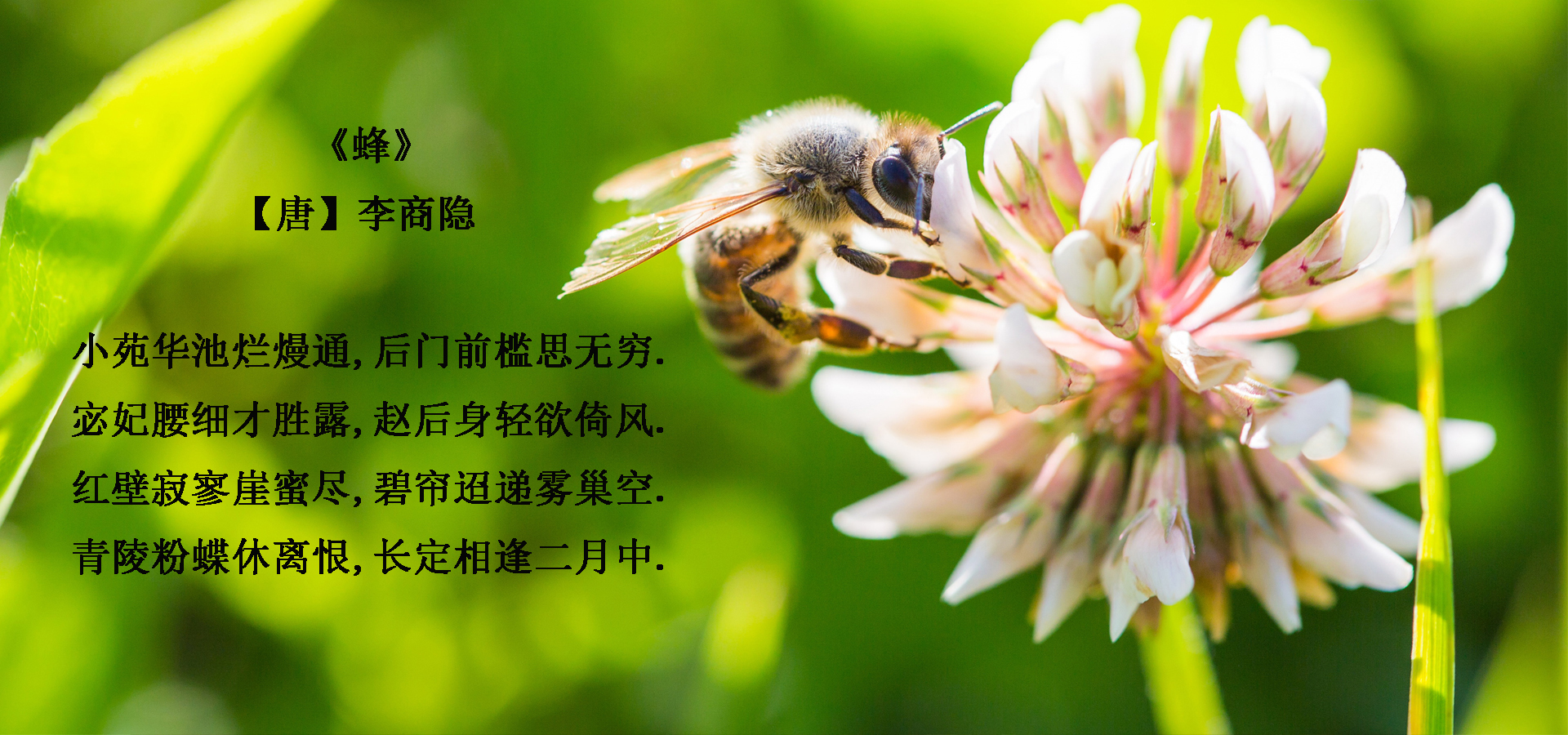 《蜜蜂》【宋】连文凤群居崖谷间,不食人间食