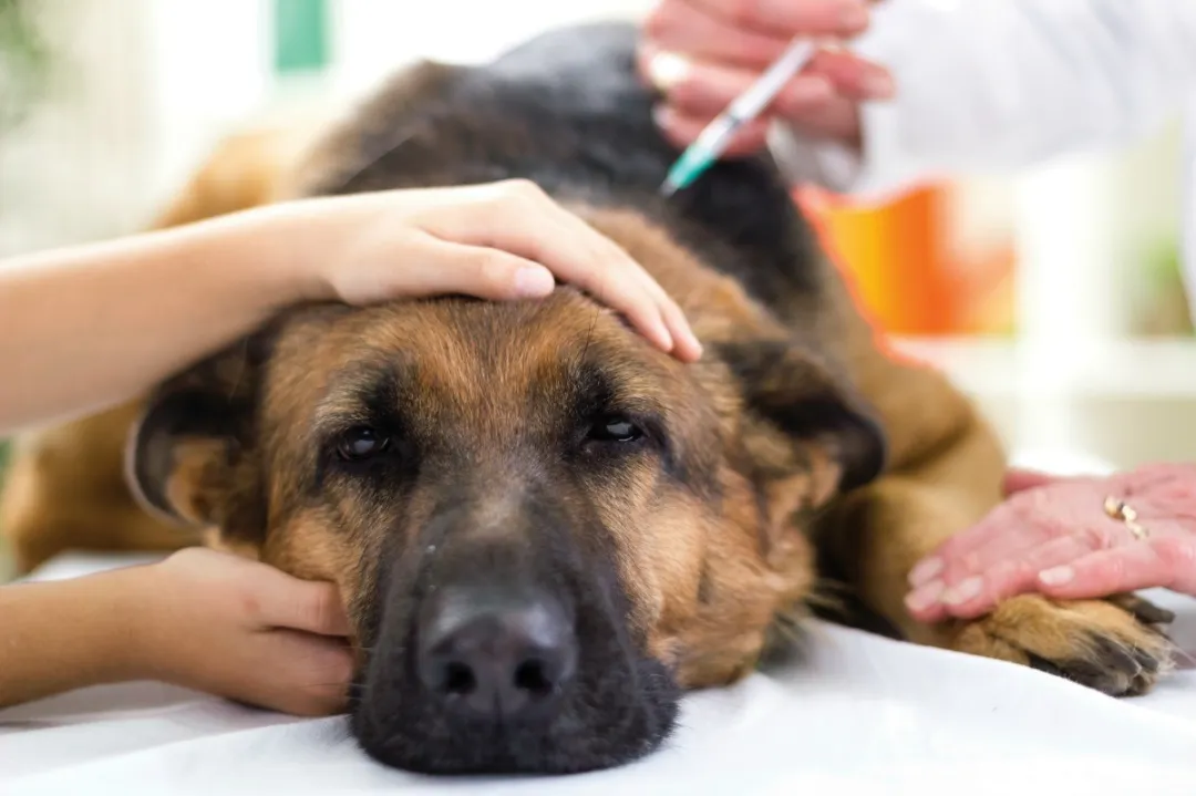 给狗狗免疫有多重要?让宠物医生带你了解传染病-“犬瘟热”
