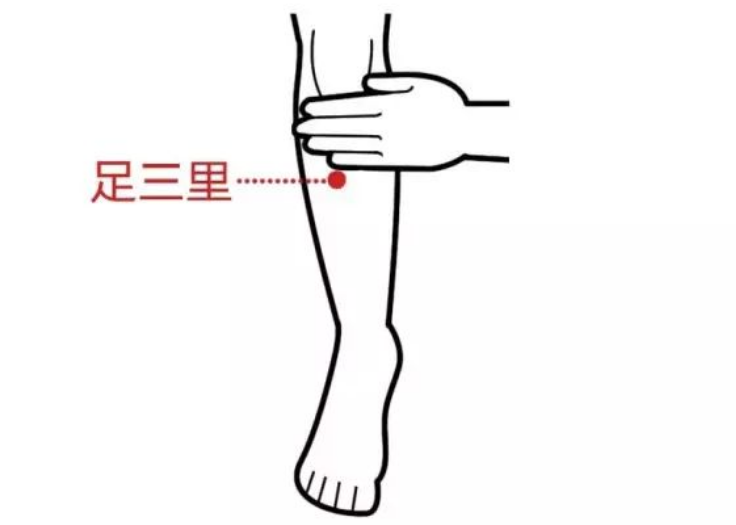 足三里的准确位置图片足三里穴位在哪