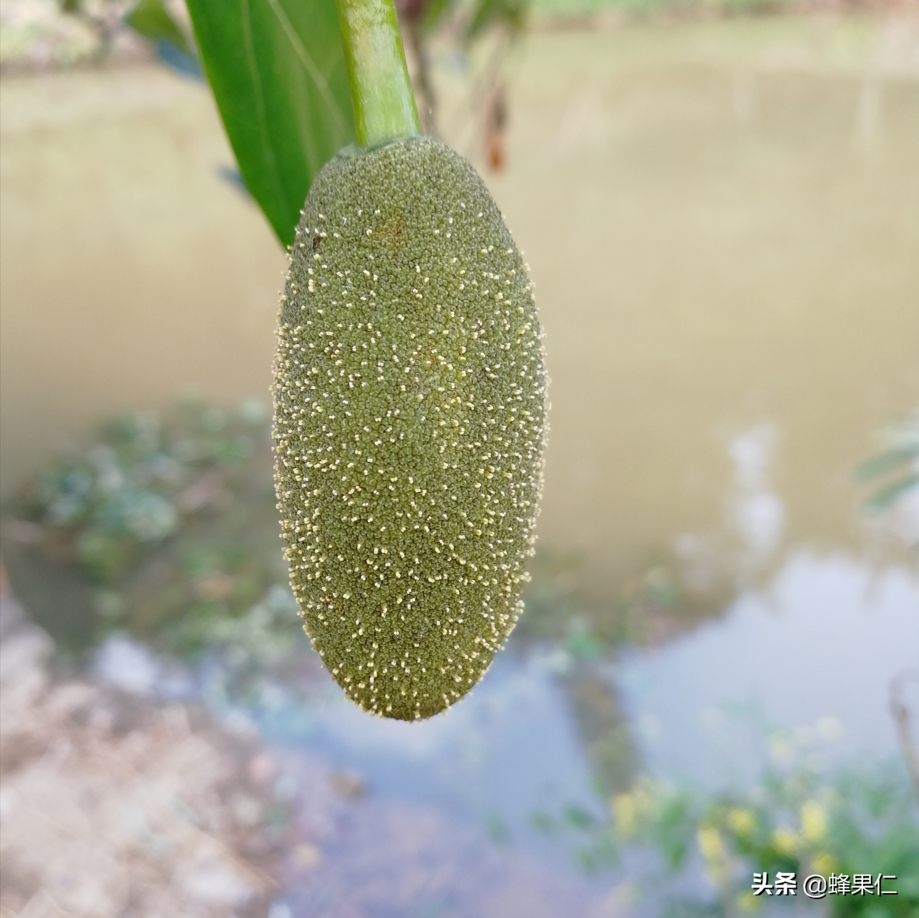 菠萝蜜为什么长在树干上 怎么区分菠萝蜜的雌花和雄花