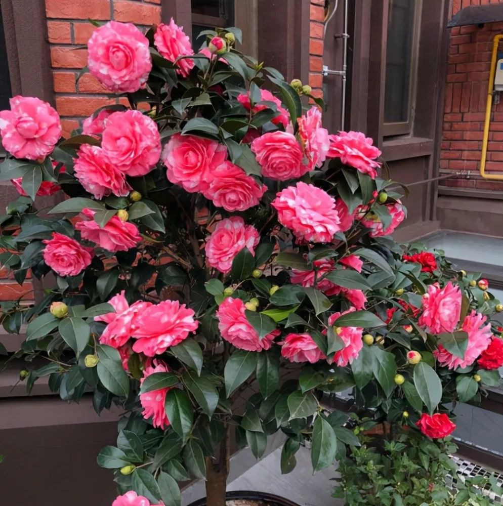 玉树是一种多浆植物,因为叶片肥厚,翠绿如玉,枝干苍劲古朴,形如古树