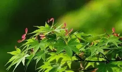 绿化苗木别名知多少？170种乔木全知道