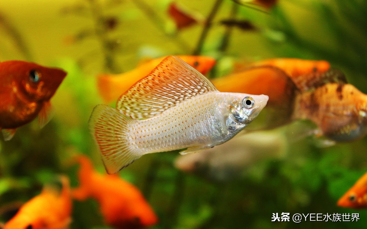 冬天养鱼用加热棒，弄清这几点准没错