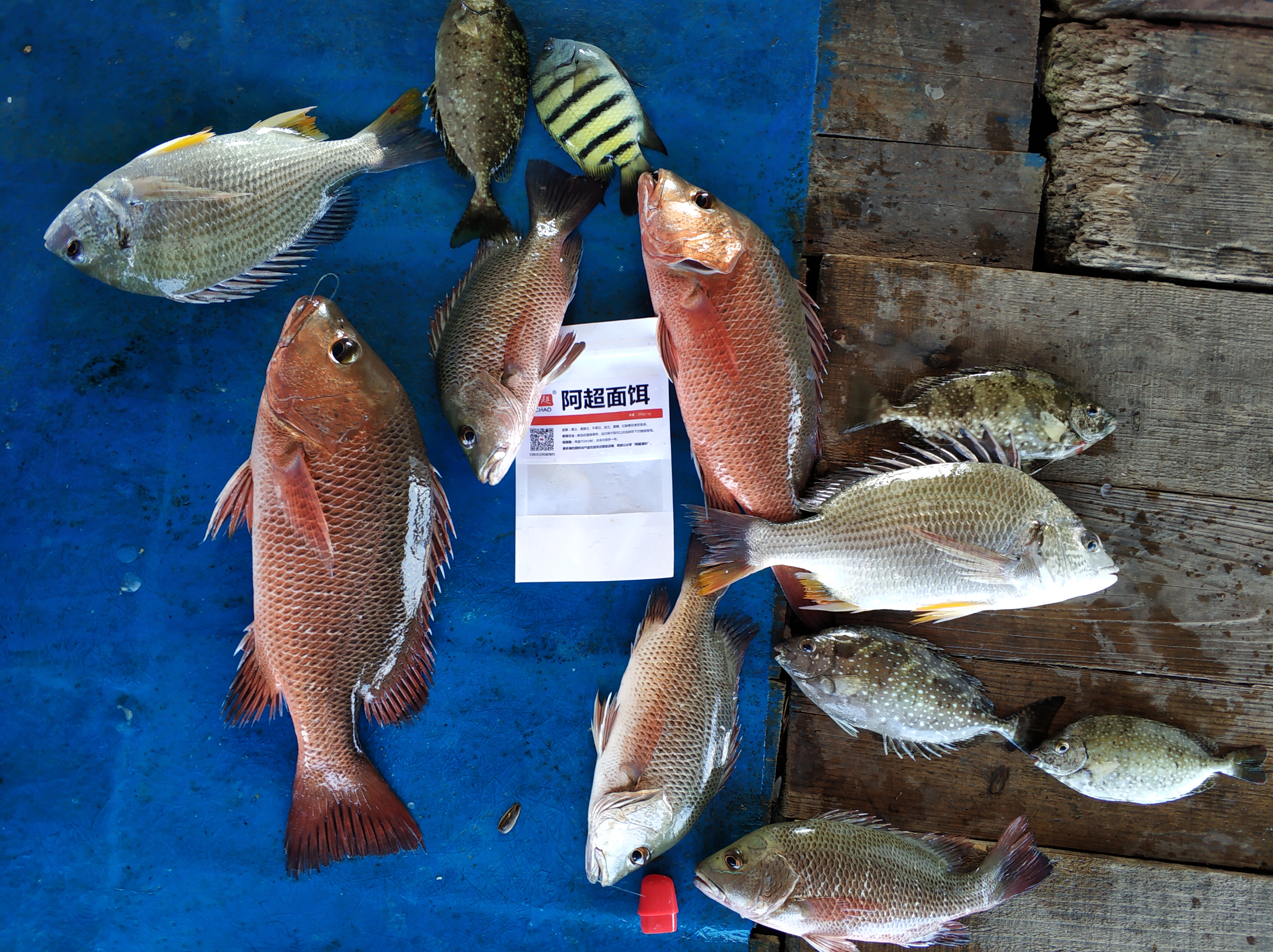 近海海钓最刺激的鱼种——红鲉，如何钓，在哪里可以钓到？