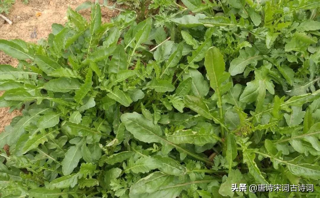 时绕麦田求野荠