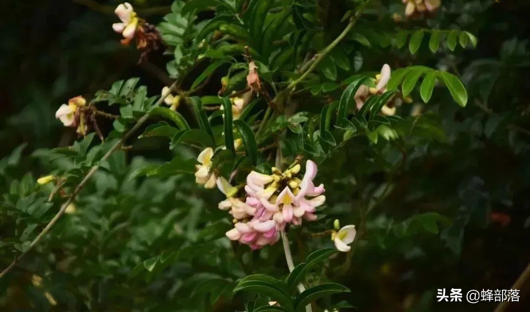 千斤拔多少钱一斤(市场价200到300元每斤) - 价格百科