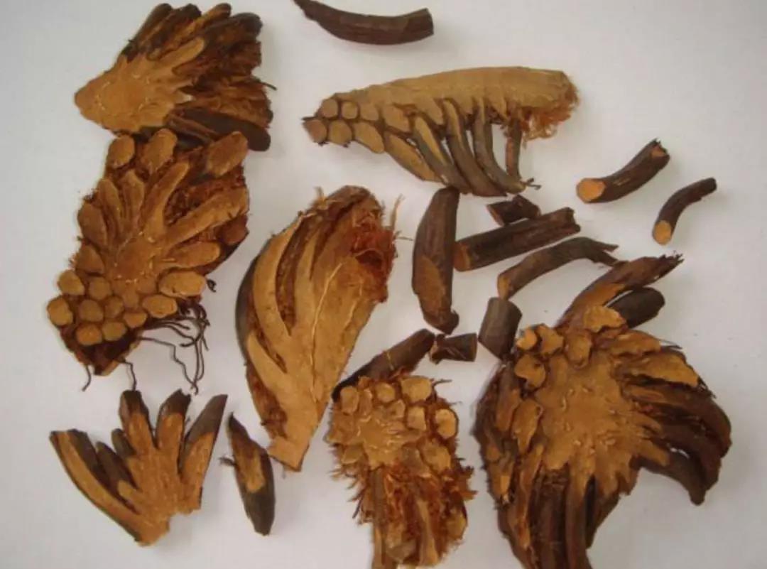 小贯众有大疗效