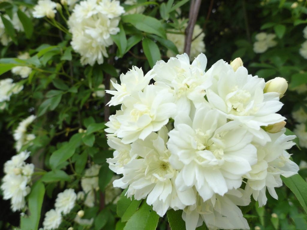 李慈铭《霞芬馈木香花》感悟:白如蘼芜,香如麝,这朵木香花香像含着风