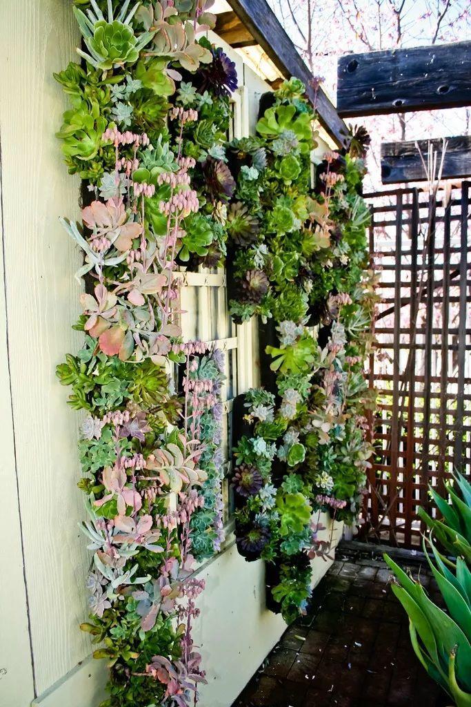 多肉植物万年青(多肉植物万年青在家养好吗) - 上海苗木信息网