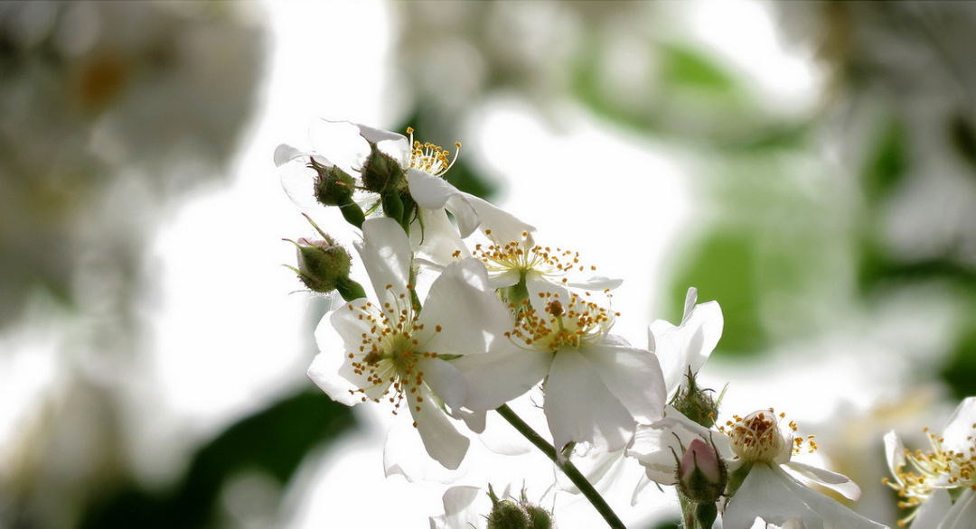 【诗词鉴赏】吹到荼蘼花信，春季最后盛放的花—荼蘼