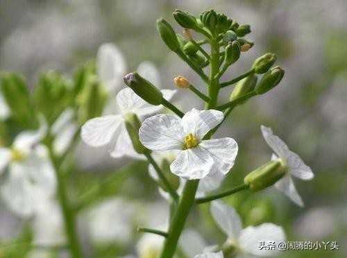 蘿蔔花開粉白淡紫,黃昏之花芬芳撲鼻