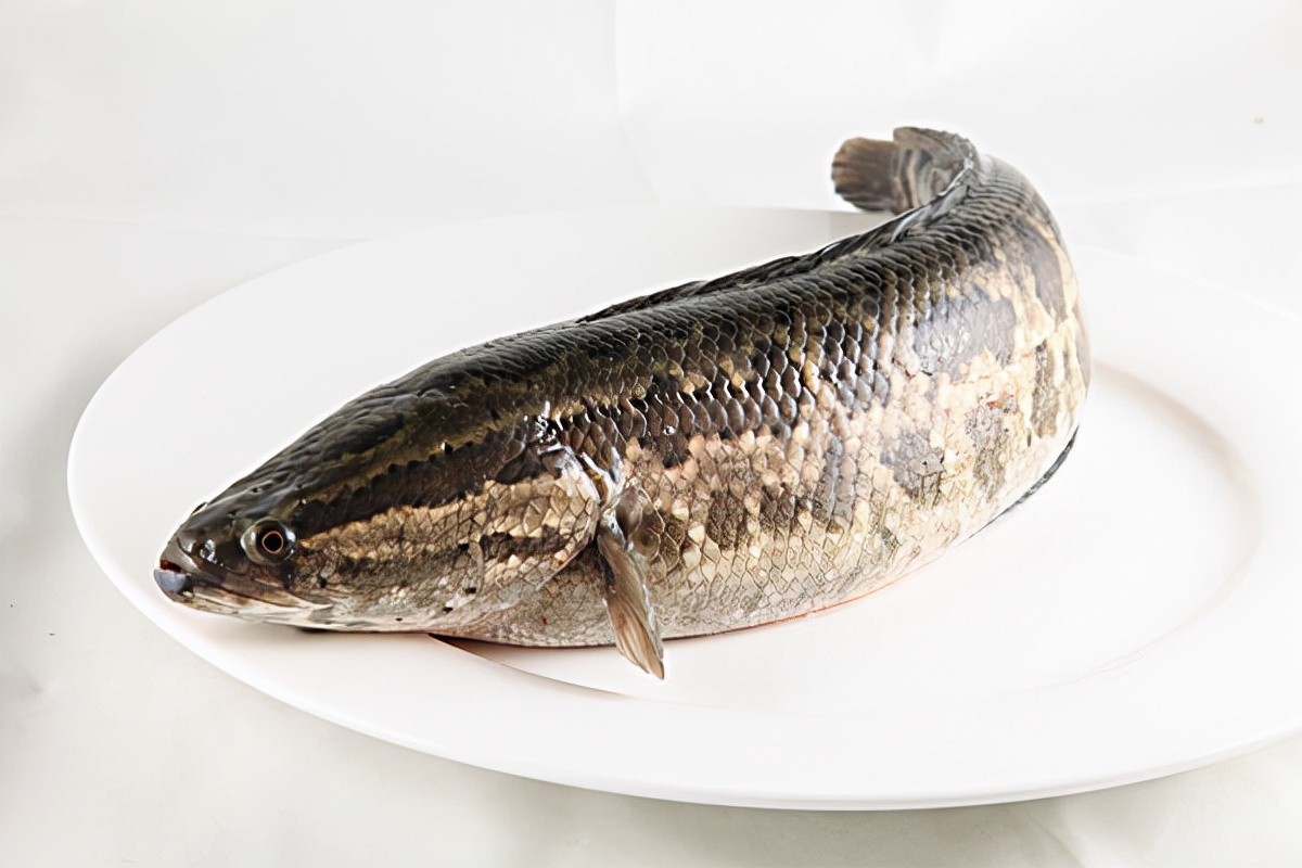 公认最美味的淡水鱼你吃过哪几种？