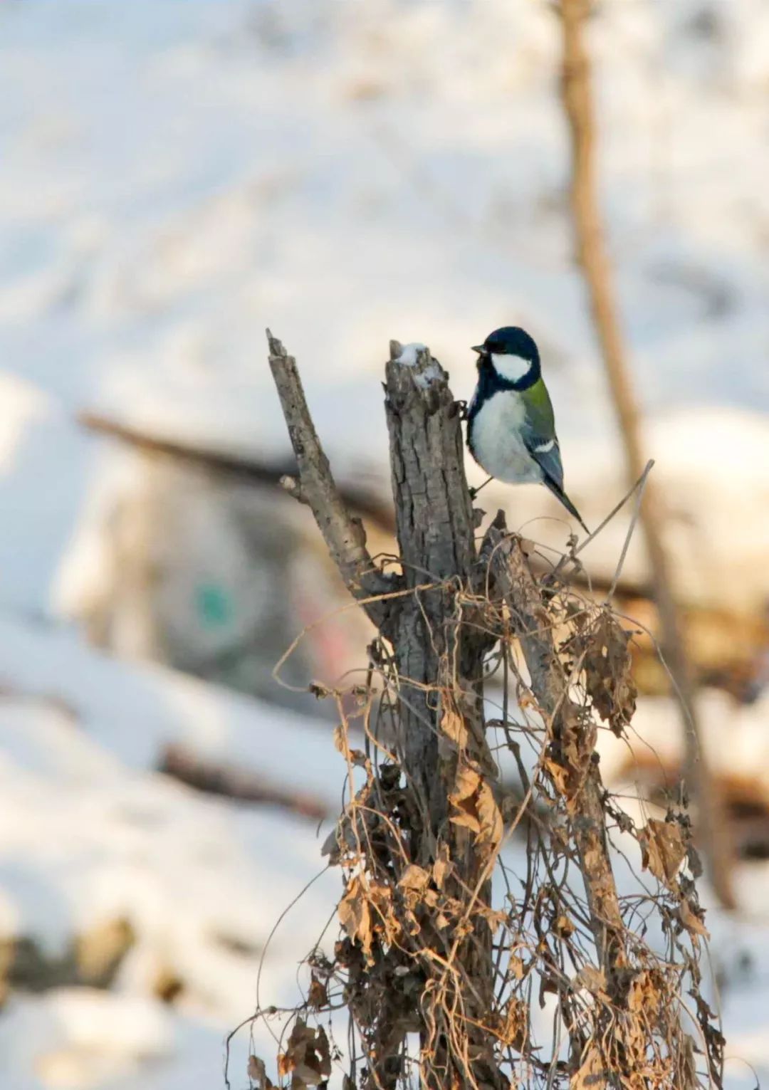 神奇动物在哪里？这些大工校园里的神奇动物你们见过哪些呢？