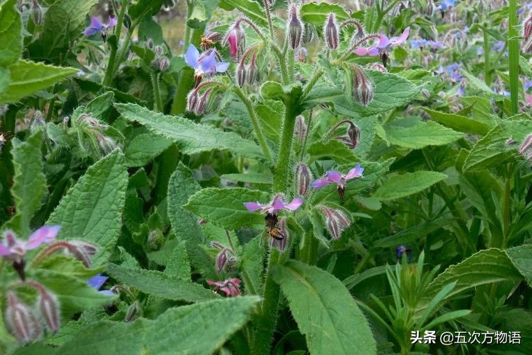 植物魚小蘿蔔圖片(盤點16種歐洲菜市場的奇怪蔬菜) - 赤虎壹號