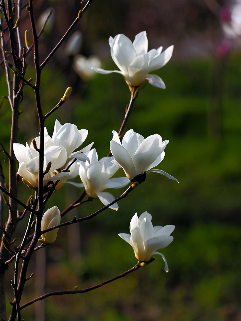 玉兰花长什么样（玉兰花大全简介5种玉兰花分享）