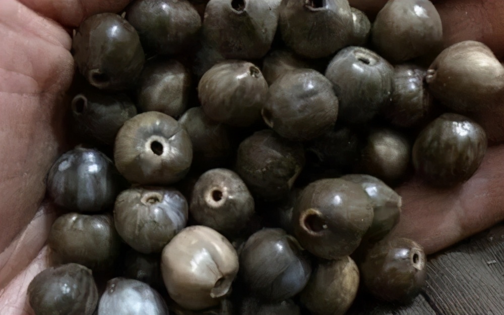 俗称"来尿珠",过去专门种植用来做门帘,现在数量稀少