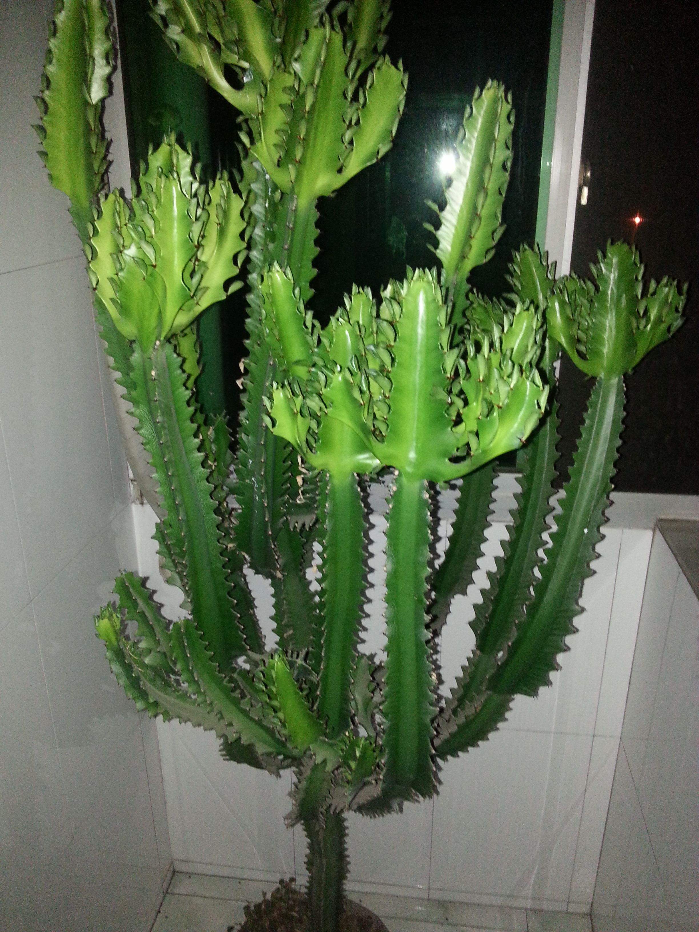 带刺的植物有哪些(3种丑花带刺有毒性却威风凛凛)