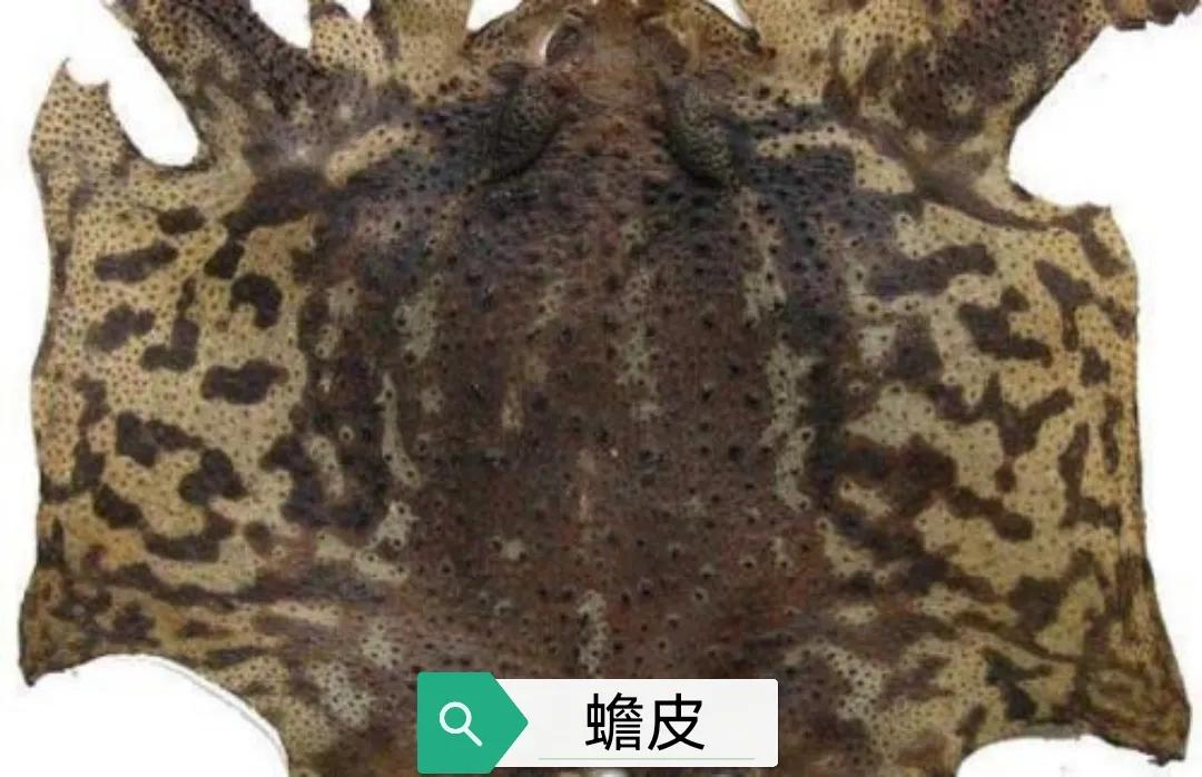 蟾皮的功效與作用,蟾皮的功效與作用及用量