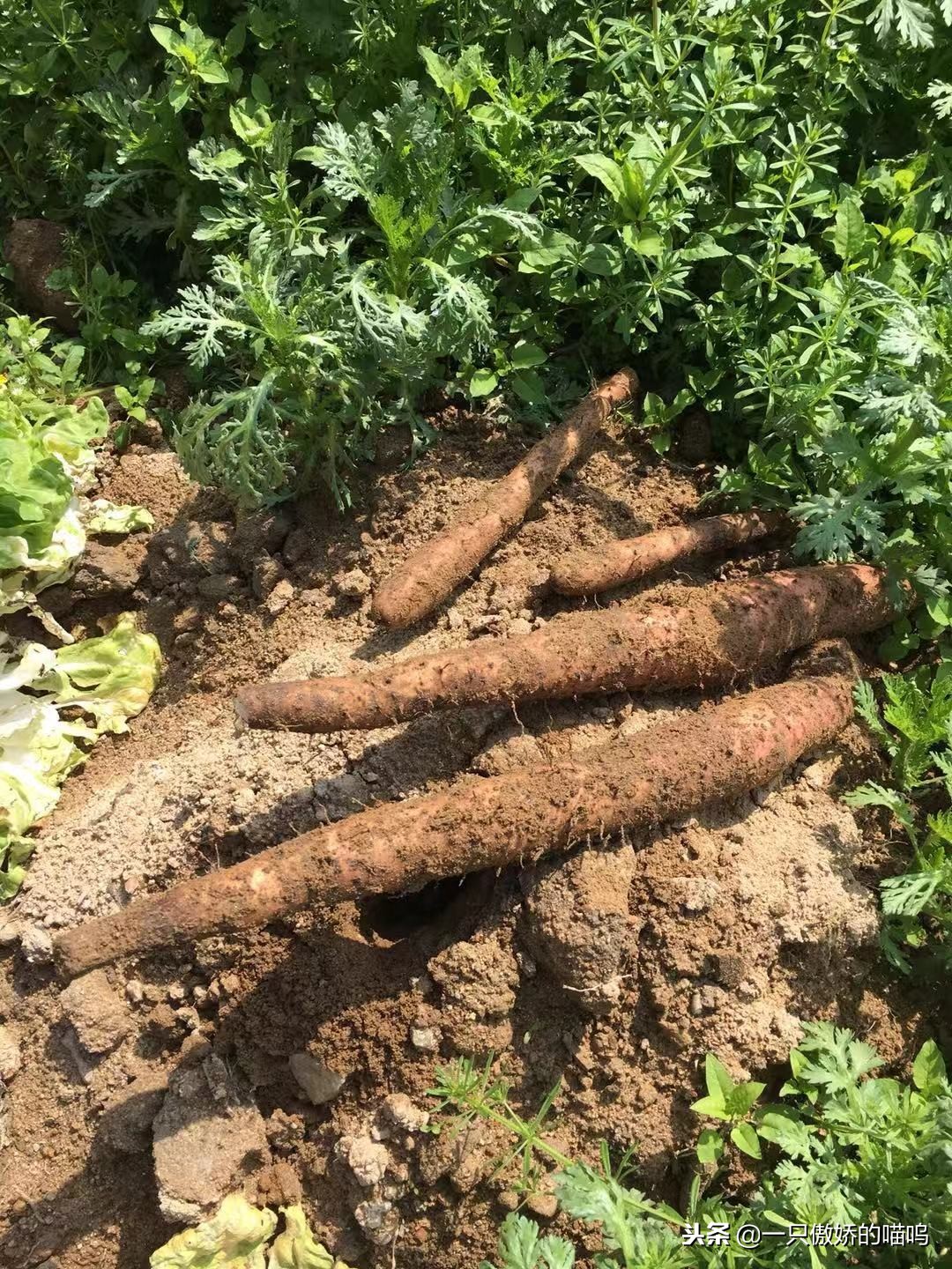 孩子脾胃差、吸收不好怎么办？常吃这样食物，调理效果看的见！