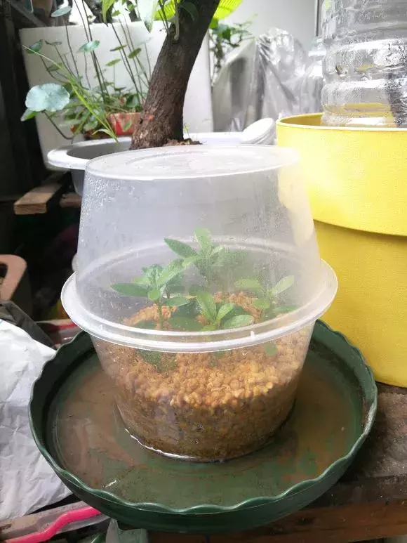 杜鹃茶花插不活,枝条在泥巴里打个滚,大白根呼呼长,新芽猛冒!